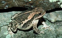 Bufo nebulifer.jpg