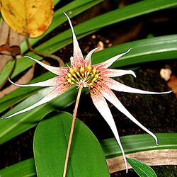 Bulbophyllum acuminatum (14177356178) - cropped.jpg