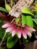 Bulbophyllum lepidum (2175741591) - cropped.jpg