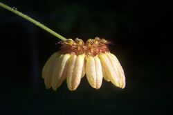 Bulbophyllumauratum.jpg