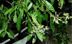 Bursaria tenuifolia.jpg