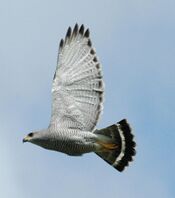 Buteo plagiatus Belize.jpg