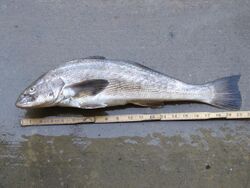 California corbina.JPG