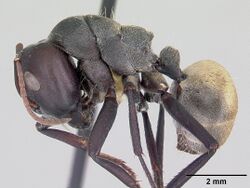 Camponotus sericeus casent0104896 profile 1.jpg