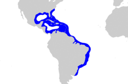 Carcharhinus acronotus distmap.png