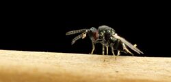 Chalcid Wasp (Torymus tubicola) (14502759275).jpg