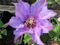 Clematis 'Richard Pennell'.jpg