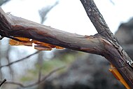 Close up of peeling cinnamon-colored bark of Clethra acuminata with thin sheets visible sticking out from the branch