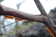 Close up of peeling cinnamon-colored bark of Clethra acuminata with thin sheets visible sticking out from the branch