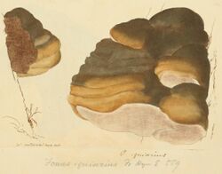 Coloured Figures of English Fungi or Mushrooms - t. 132.jpg