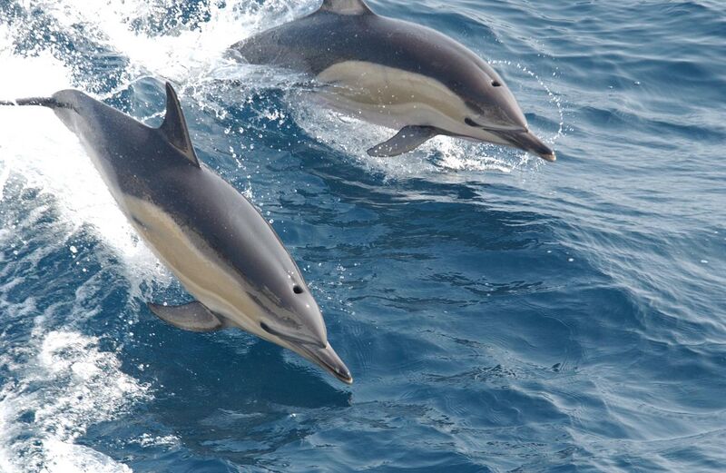 File:Common dolphin noaa.jpg