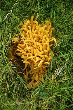 Coral or club fungus (Clavulinopsis fusiformis), Laggans, Houlland - geograph.org.uk - 4184866.jpg