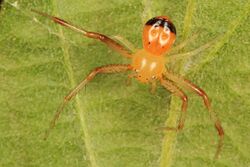 Crab Spider - Synema parvulum.jpg