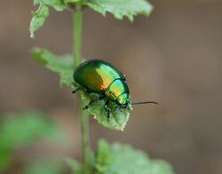 Cryptocephalus by JM Rosier.jpg