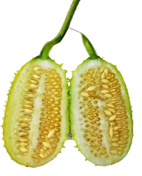 File:Cucumis anguria, Fruit.jpg