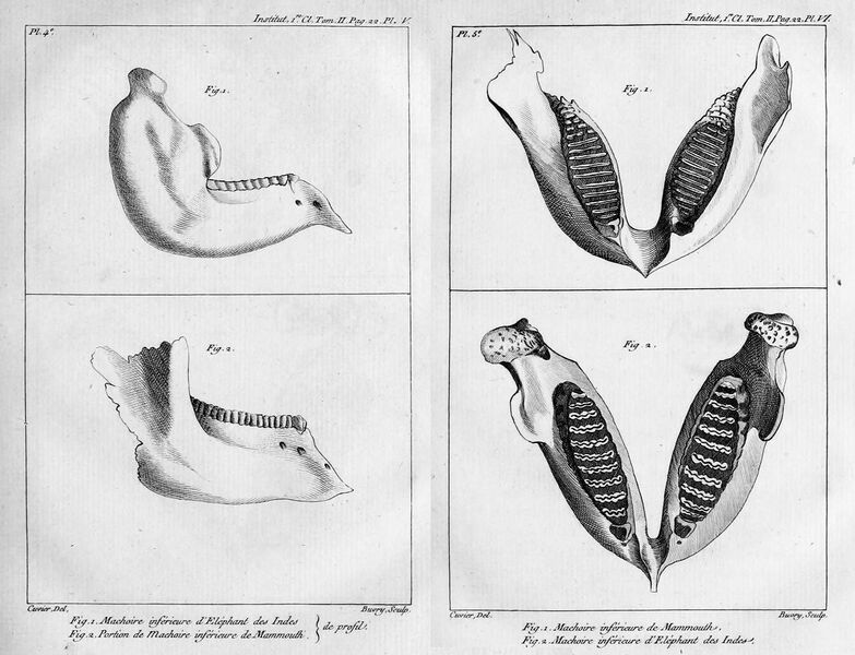 File:Cuvier elephant jaw.jpg