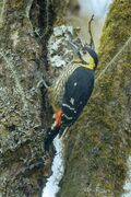 Darjeeling Woodpecker - Bhutan S4E9850 (16224265649).jpg
