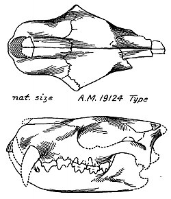 Didymoconus colgatei skull and jaws.jpg