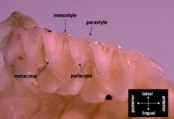 The ventral view of microbat teeth