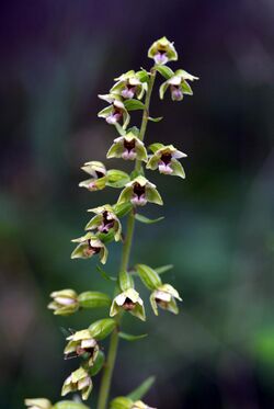 Epipactis dunensis inflorescence.jpg