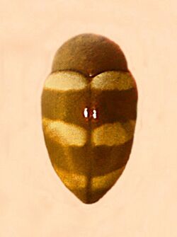 Erotylidae - Brachysphaenus fasciatus.JPG