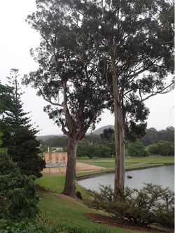 Eucalyptus globulus globulus.jpg