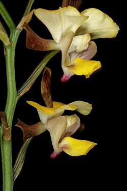 Eulophia streptopetala 1DS-II 1-2239.jpg