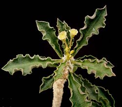 Euphorbia capsaintemariensis2 ies.jpg