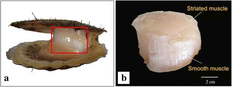 File:Fast and slow adductor muscles of the Yesso scallop, Patinopecten yessoensis.webp
