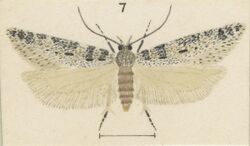 Fig 7 MA I437913 TePapa Plate-LII-The-butterflies full (cropped).jpg