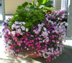 Floral arrangement of petunias in Columbus, Ohio.JPG