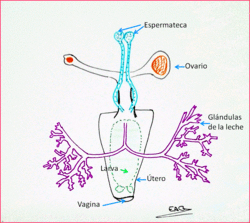 Reproductive anatomy sketch by :es:User:Estefanía Alonso Gómez