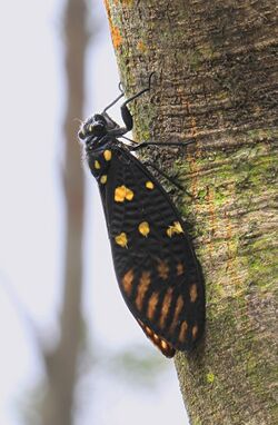 Gaeana maculata, Speckled Black Cicada, Kowloon.JPG