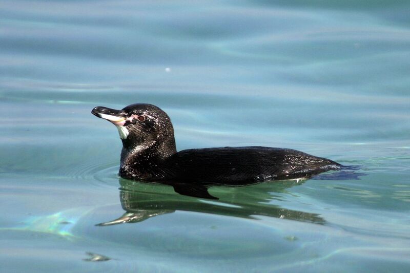 File:Galápagos penguin (Spheniscus mendiculus) male.jpg