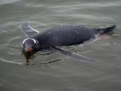 Gentoo Penguin Swimming.jpg