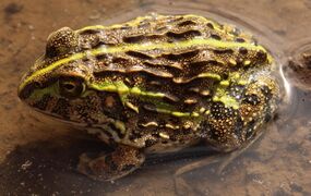 Giant African Bullfrog imported from iNaturalist photo 15596239.jpg