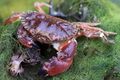 Glebocarcinus oregonensis.jpg