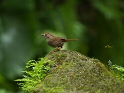 Gould's Fulvetta 3057.jpg