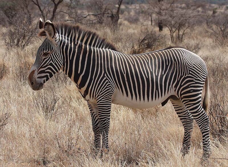 File:Grevy's Zebra Stallion.jpg