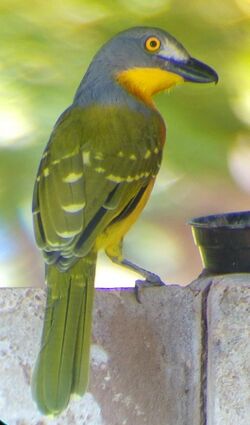 Grey-headed bush shrike.jpg