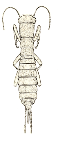 Grylloblata campodeiformis illustration.png