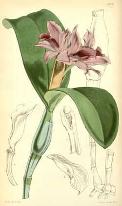 Guarianthe patinii (as Cattleya skinneri var. parviflora) - Curtis' 82 (Ser. 3 no. 12) pl. 4916 (1856).jpg
