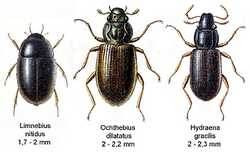 Limnebius nitidus is a species of beetle belonging to the family Hydraenidae.