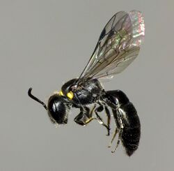 Hylaeus relegatus 12232805.jpg