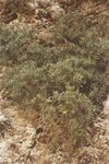 Hypericum aciferum.jpg