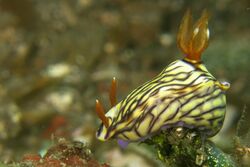 Hypselodoris nigrostriata.jpg