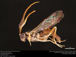 Ichneumon wasp (Ichneumonidae, Euceros sp.) (36761683765).jpg