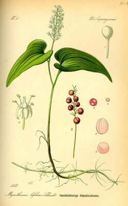Illustration Maianthemum bifolium0.jpg
