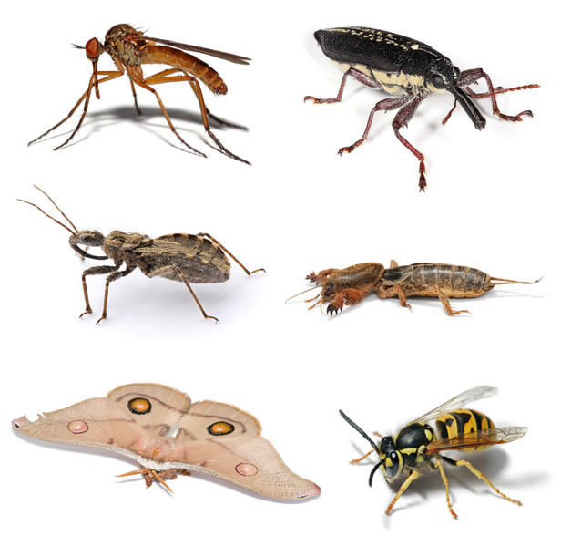 File:Insect collage.png