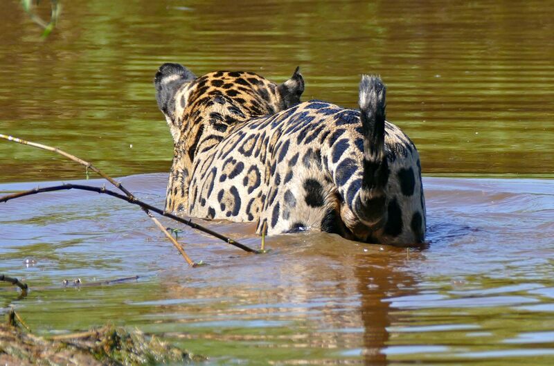File:Jaguar (Panthera onca) male back in the water (29173428825).jpg